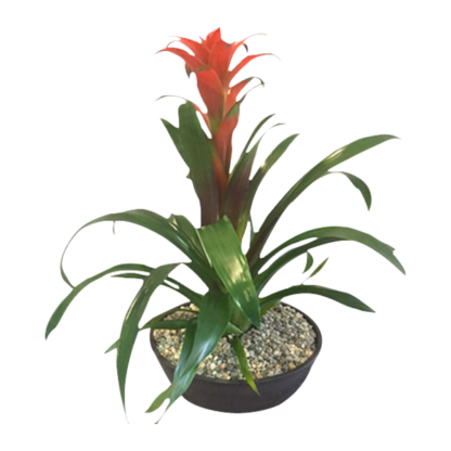 Bromeliad Scarlet Star | Floral Express Little Rock