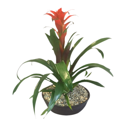 Bromeliad Scarlet Star