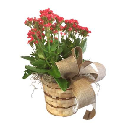 Kalanchoe in a Basket | Floral Express Little Rock