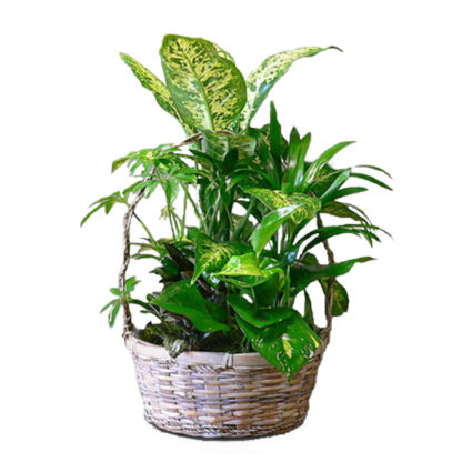 Delightful Garden | Floral Express Little Rock