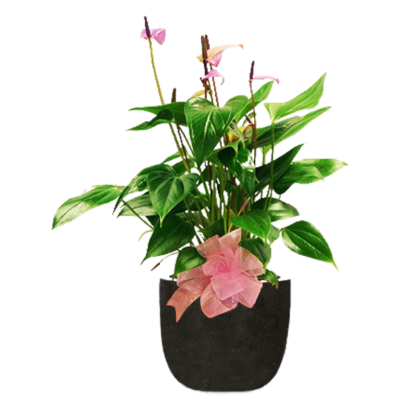 Pink Anthurium | Floral Express Little Rock