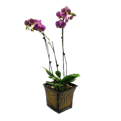 Majestic Orchid