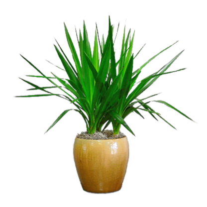 Dracaena | Floral Express Little Rock