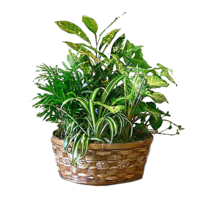 Basket of Greens | Floral Express Little Rock