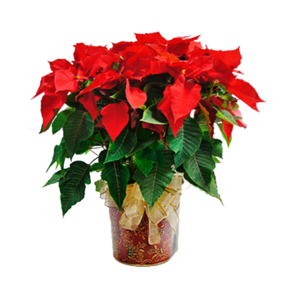 Poinsettia in Paisley | Floral Express Little Rock