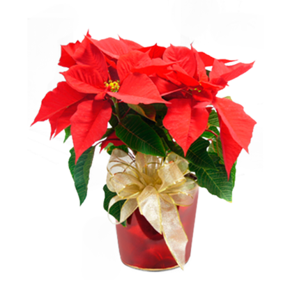 Poinsettia in Red | Floral Express Little Rock