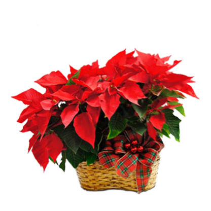 Double Poinsettia | Floral Express Little Rock