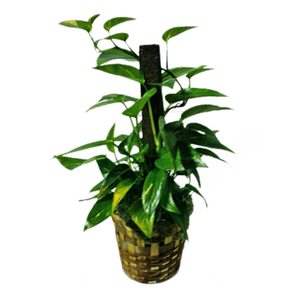 Pothos Pole | Floral Express Little Rock