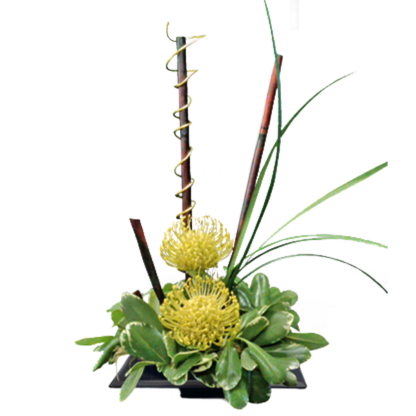 Pincushion Protea | Floral Express Little Rock