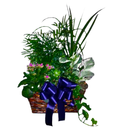 Kalanchoe Garden | Floral Express Little Rock