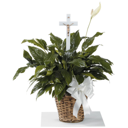 Peace Lily | Floral Express Little Rock