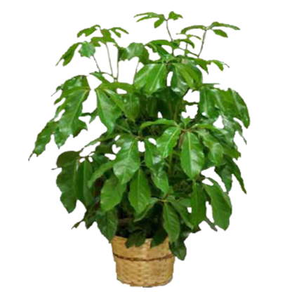 Schefflera | Floral Express Little Rock