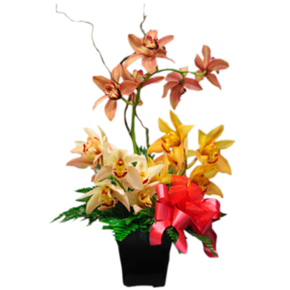 Cymbidium Arrangement | Floral Express Little Rock