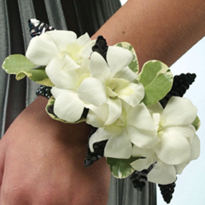 Dendrobium Orchids