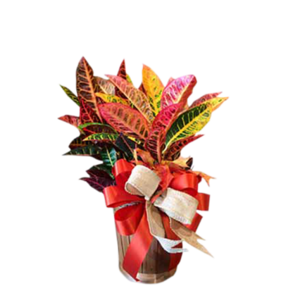Fall Croton | Floral Express Little Rock