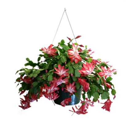 Christmas Cactus | Floral Express Little Rock