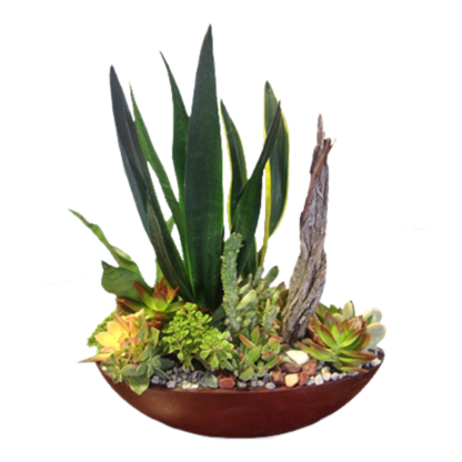 Classy Succulent Garden | Floral Express Little Rock