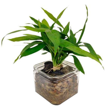 Lucky Bamboo | Floral Express Little Rock