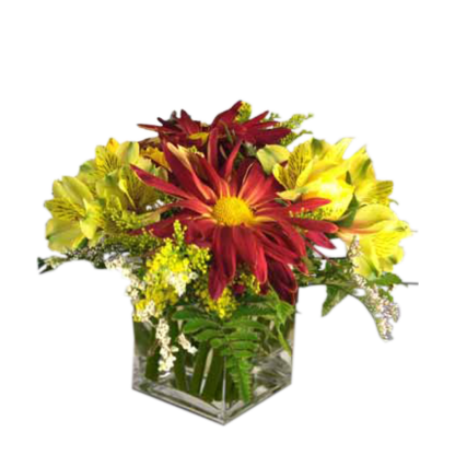 Rovers in a Cube | Floral Express Little Rock