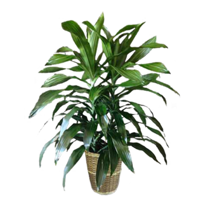 Double Dracaena | Floral Express Little Rock