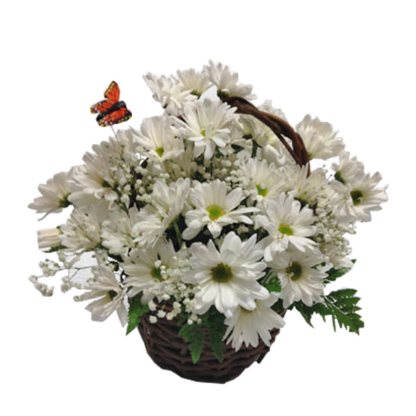 Daisy Blooms | Floral Express Little Rock
