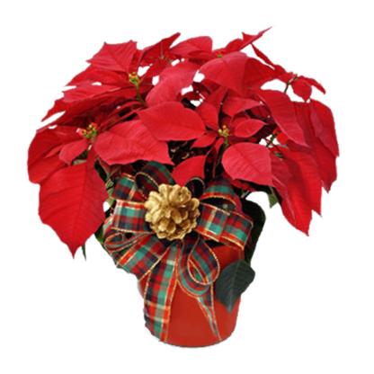 Poinsettia in Plaid | Floral Express Little Rock