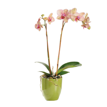 Phalaenopsis Orchid | Floral Express Little Rock