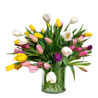 Vased Tulips